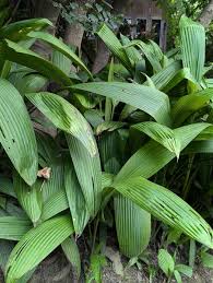 Image result for Hypoxidaceae