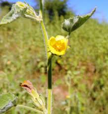 Image result for Hibiscus panduriformis