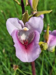 Image result for Eulophia cucullata