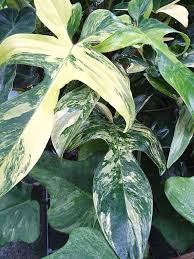Philodendron Florida Variegated Plant In 2x2x7 Pot Variegated Plants Plants Philodendron Plant