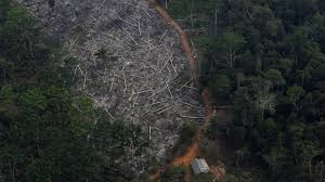 The amazon rainforest, alternatively, the amazon jungle or amazonia, is a moist broadleaf tropical rainforest in the amazon biome that covers most of the amazon basin of south america. Brazil S Amazon Deforestation Surges To 12 Year High Bbc News