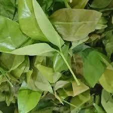 Pembibitan melinjo bibit melinjo dapat diperoleh dengan cara generatif dan vegetatif , generetif menggunakan biji dan vegetatif menggunakan cangkok, okulasi dan sambung. Daun Melinjo