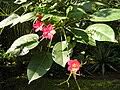 Image result for Jatropha botswanica