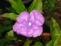 Image result for Pupalia grandiflora