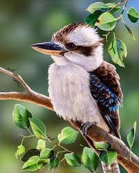 Kookaburra Australian Native Animals Australian Native Birds Australian Birds