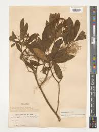 Image result for Nuxia congesta