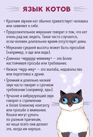 kak najti obshij yazyk so svoim kotom cat language cat facts cat behavior