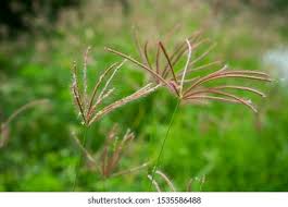 Image result for Chloris gayana