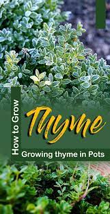 How To Grow Thyme Growing Thyme In Pots Thyme Care Growing Thyme Thyme Plant Planting Herbs