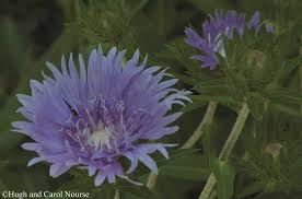 Image result for Aster harveyanus