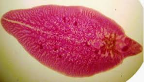 Image result for Dignathia