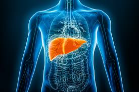 Study pinpoints cell that helps liver heal | The University of Edinburgh