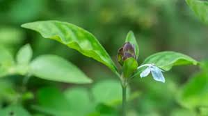 Image result for Ecbolium hastatum