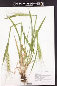 Image result for Tragus pedunculatus