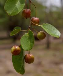 Image result for Maprounea