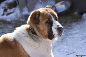 Was sind eigentlich diese wolfshunde? Alabai Hunde Bild Ein Trauriger Hund An Der Kette Bilder Hund 719 Torange Biz