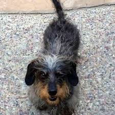 We did not find results for: Aussie Pet Mobile South Bay 80 Photos 239 Reviews Pet Groomers San Jose Ca Phone Number Yelp