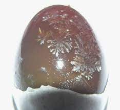 Gambar ini bisa anda lihat ada titik darah (semacam noktah), tetapi tidak ada pembuluh darah. Telur Bitan Wikipedia Bahasa Indonesia Ensiklopedia Bebas