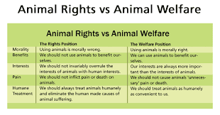 Animal Rights Vs Animal Welfare Animal Welfare Healthy Pet Food Animal Rights