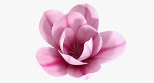 Magnolia Flower Plant 3d Model Turbosquid 1410140 In 2020 Magnolia Flower Planting Flowers Flowers