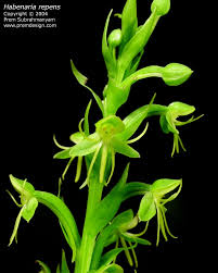 Image result for Habenaria subarmata