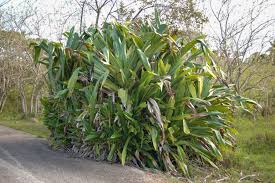 Image result for Pandanus sp. B