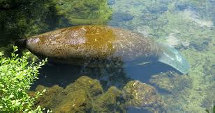 Estos ejemplares se extienden hacia américa central y sur de brasil, donde pueden vivir en agua dulce. Around Tail Manatee Manati Florida Free Photo On Pixabay