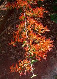 Image result for Combretum fuscum