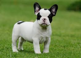 We have all import & champion lineage sire & dam's price range $$$. French Bulldog Care Information Coat Pictures Dogexpress