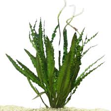 Image result for Aponogeton