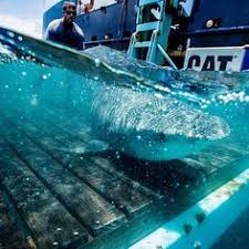 Sharks are named and tagged with a tracker by the organization; 42 Expedition Australia Ideas Ocearch Expedition Apex Predator