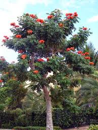 They paint a rainbow canopy over streets and yards. Gardening In South Florida Flowering Trees In South Florida Flowering Trees Backyard Trees Trees For Front Yard
