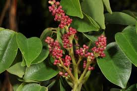 Image result for Rourea