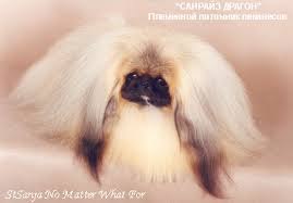 Kaukazo aviganis (caucasian shepherd) 19301 hits. Tur Kur Senie Kiniesi Medza Vest Sunus Projekta Tema Pekinietis Ir Kiniesu Imperijas Suns Smiekligi Sikumi Par Kinu