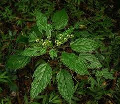 Image result for Laportea alatipes