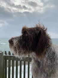 2 males 6 females abbey x ghost. Wirehaired Pointing Griffons Home Facebook