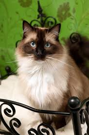 Closest to their ancestors in fur length. Long Hair Or Short Hair Our Take On Cat Grooming