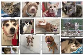 They are usually laid back and require relatively little attention, and their habits and. Coronavirus In Ohio Humane Societies Reducing Or Halting Adoptions