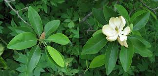 Magnolia virginiana, commonly called sweet bay magnolia, is native to the southeastern united states north along the atlantic coast to new. Magnolia Virginiana
