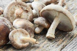 Image result for Halopegia