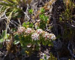 Image result for Gnidia