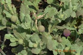 Image result for Sphaeranthus peduncularis