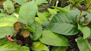 Image result for Dorstenia psilurus