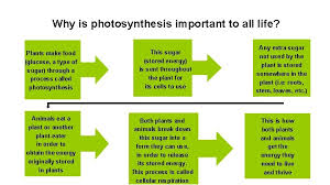 Check spelling or type a new query. Cellular Respiration A Crucial Exothermic Reaction For All