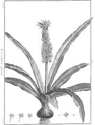 Image result for Prismatocarpus cordifolius