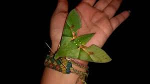 Polilla Verde Gigante Eumorpha Labruscae Plant Leaves Moth Plants