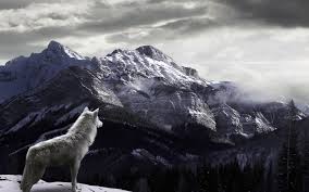 Women, fantasy girl, wolf, white, white hair, headband, windy. 70 Wolf Wallpaper For Iphone