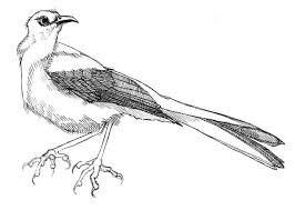 In to kill a mockingbird, mr. Beautiful Mockingbird Female Coloring Pages Color Luna Coloring Pages Color Beautiful