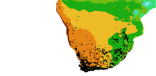 Image result for Philyrophyllum schinzii