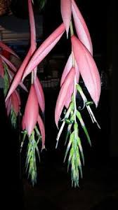 Get watering, fertilizing, sunlight and more bromeliad plant care tips. Queen S Tears Bromeliad Indoor Plants Almost Eden